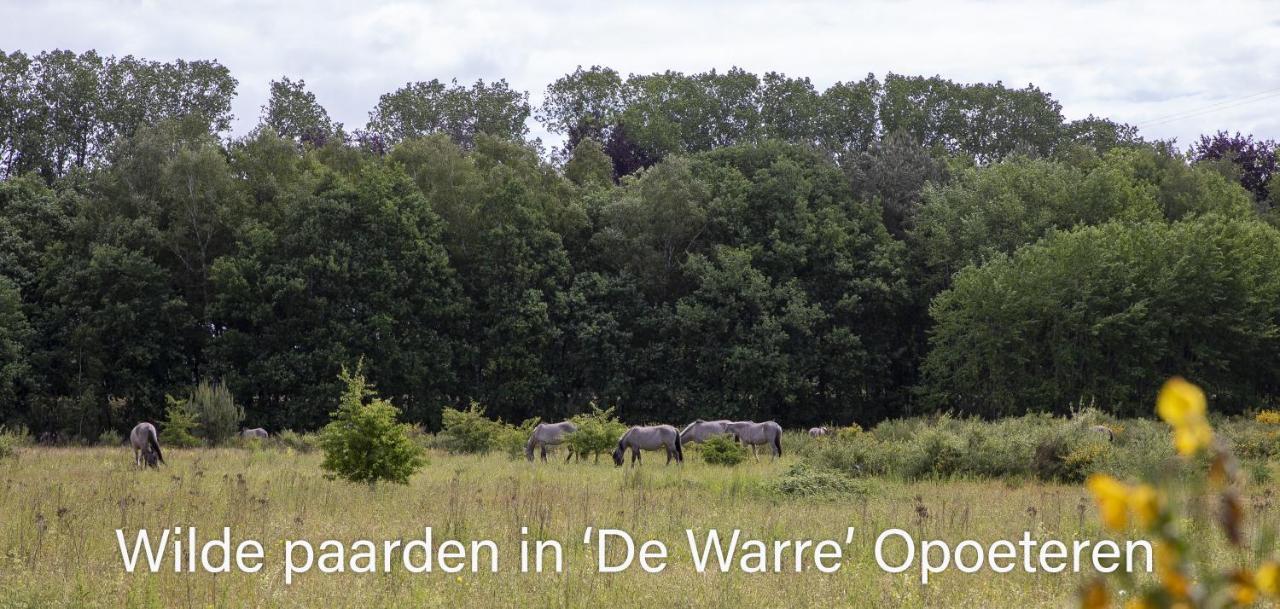 Vakantiewoning Heidebos In Het Nationaal Park Hoge Kempen Opglabbeek Extérieur photo