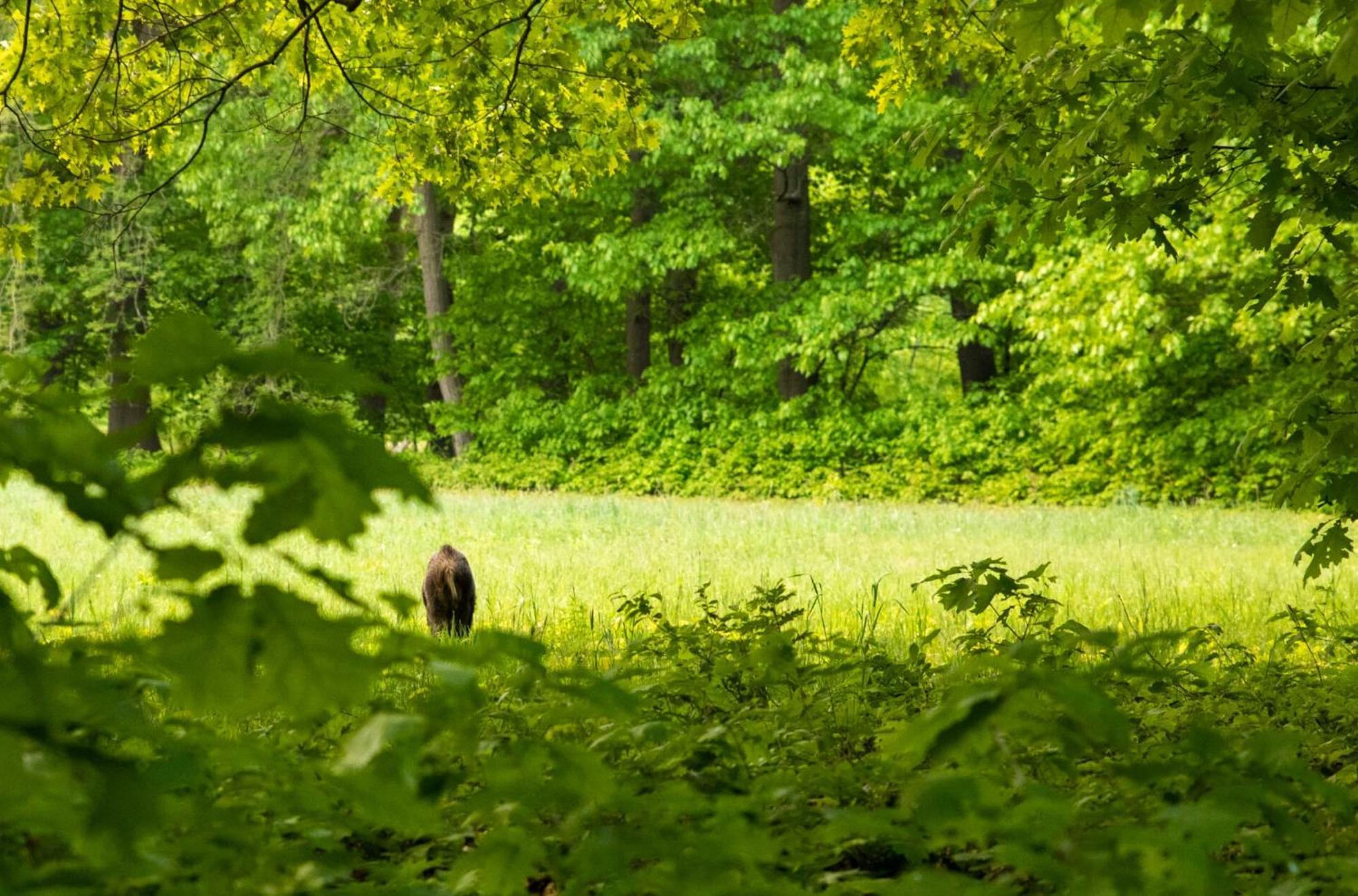 Vakantiewoning Heidebos In Het Nationaal Park Hoge Kempen Opglabbeek Extérieur photo